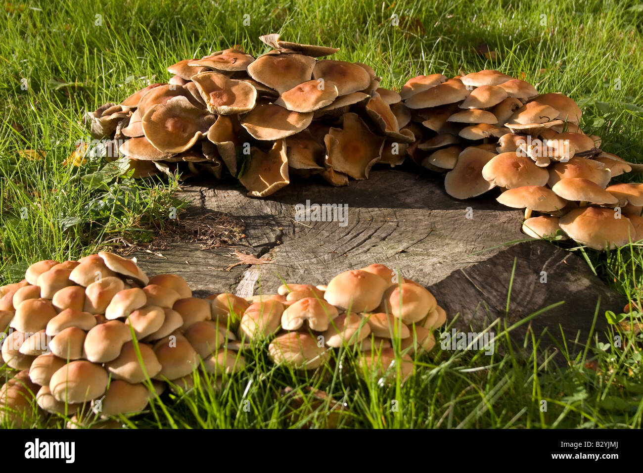 Fungus growing on an old tree stump Stock Photo