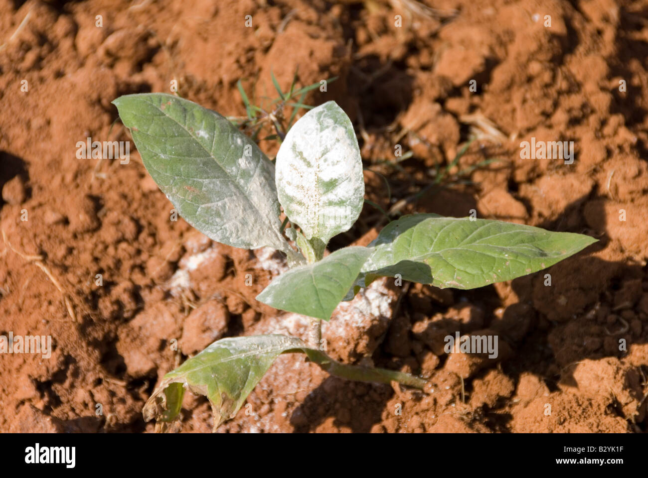 Crop residue hi-res stock photography and images - Alamy