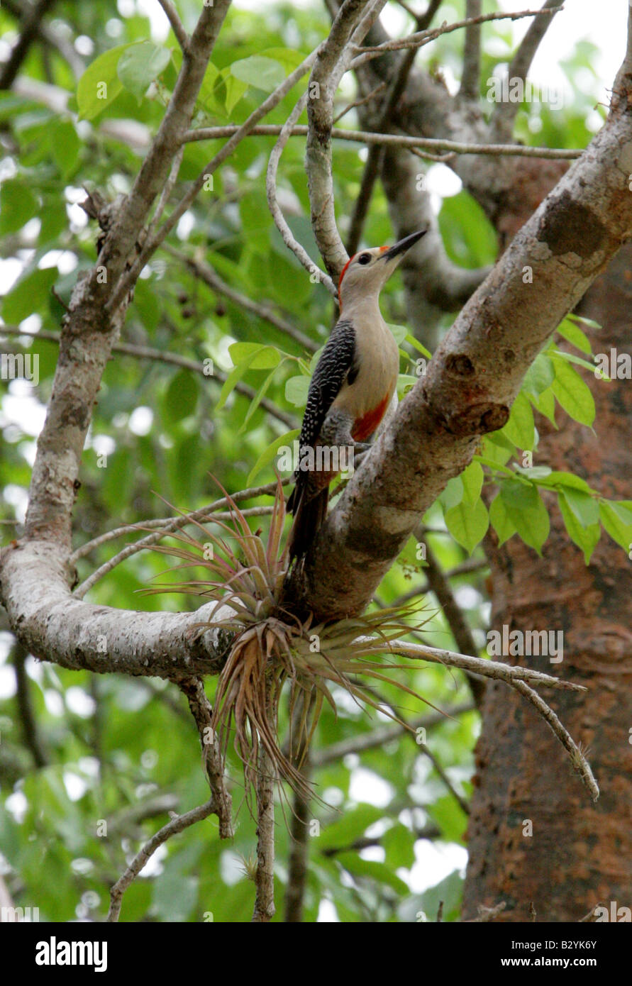 Red-bellied Woodpecker Melanerpes carolinus, Uxmal, Yucatan Peninsular, Mexico Stock Photo