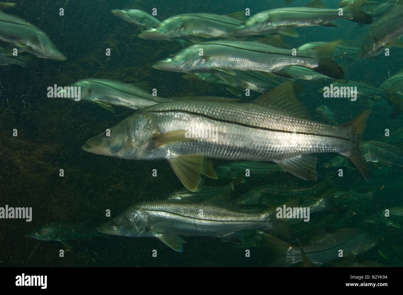 Common Snook Centropomus undecimalis schooling during a cold front in Homosassa Springs FL Stock Photo