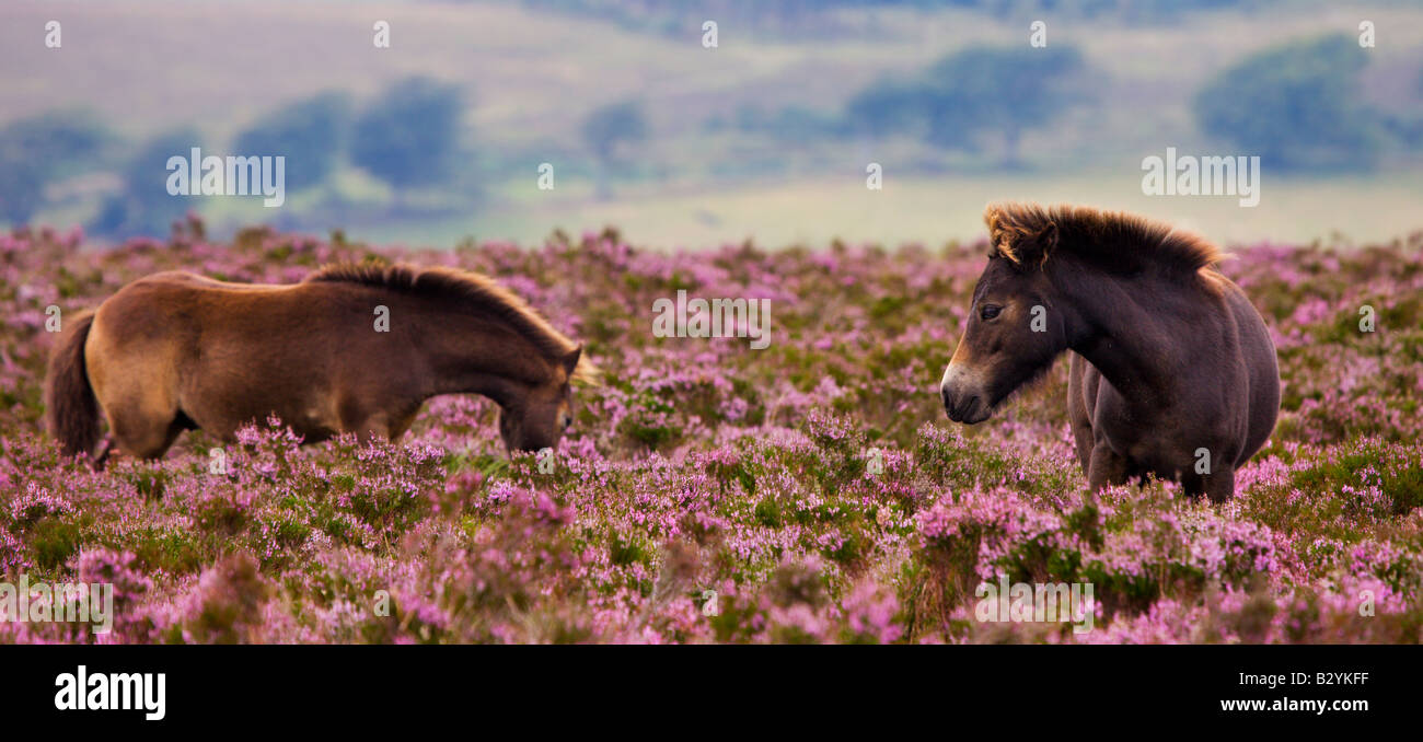 Exmoor Ponies grazing in flowering heather in the summer Dunkery Hill Exmoor National Park Somerset England Stock Photo
