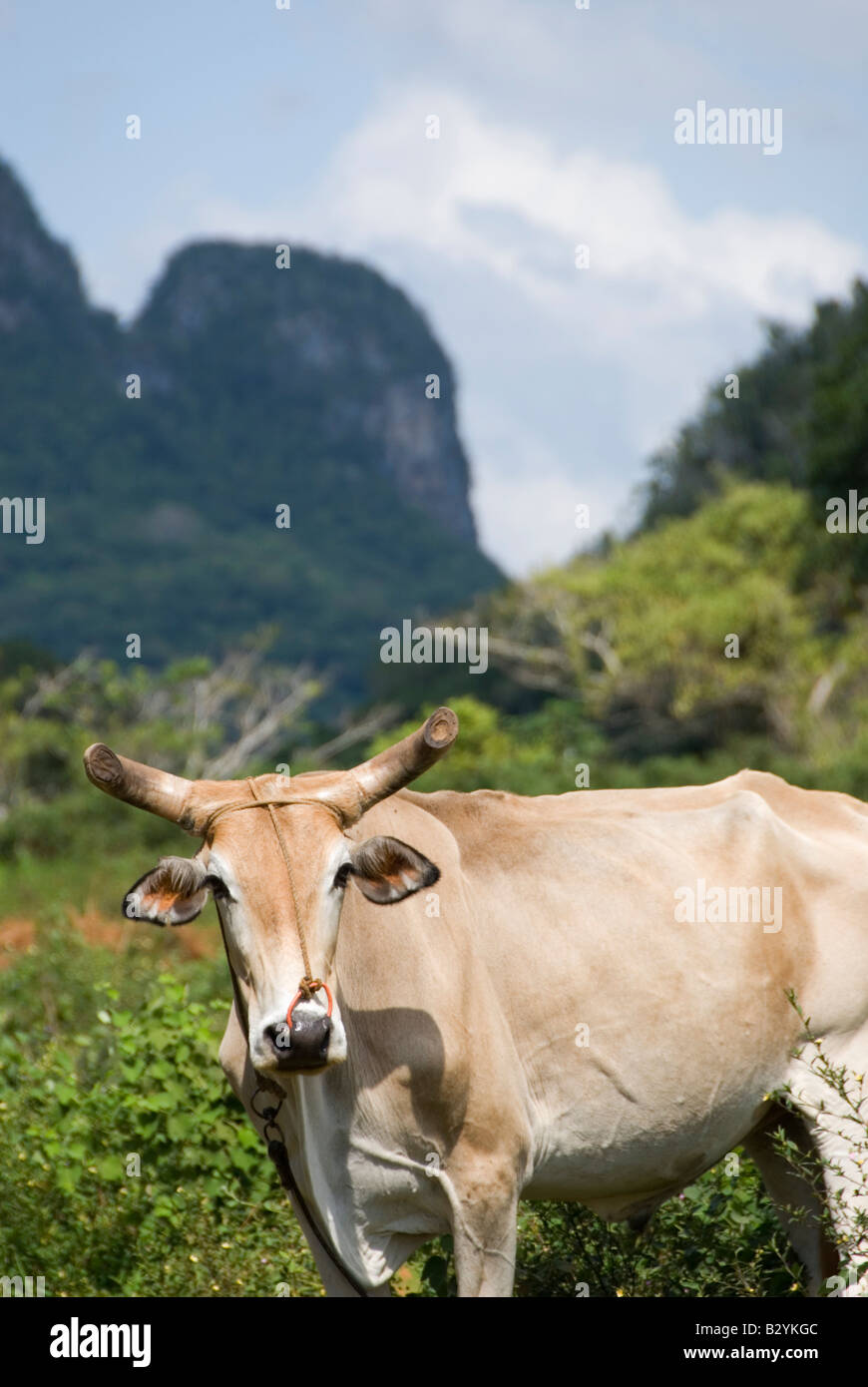 Cow with typical steep sided limestone mogotes around Vinales Cuba Stock Photo