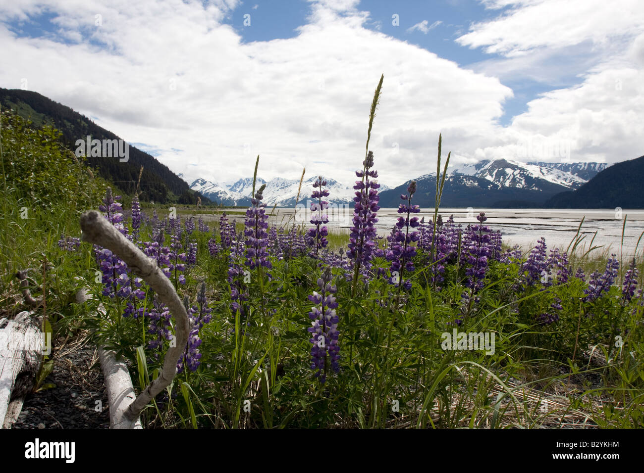 Flowers on tidal flats in Turnagain arm, Cooks inlet, Alaska. Stock Photo