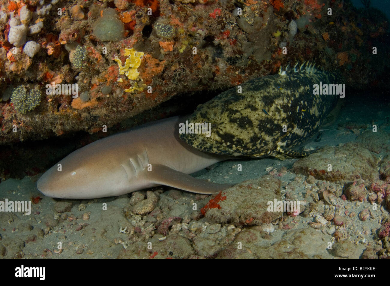 A Nurse Shark Ginglymostoma cirratum and Goliath Grouper Epinephelus itajara share a ledge in Juno Beach FL Stock Photo