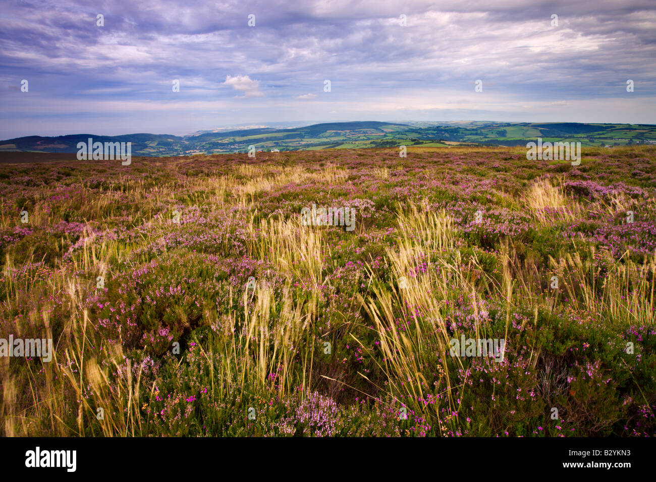 Heather in bloom on Dunkery Hill Exmoor National Park Somerset England Stock Photo