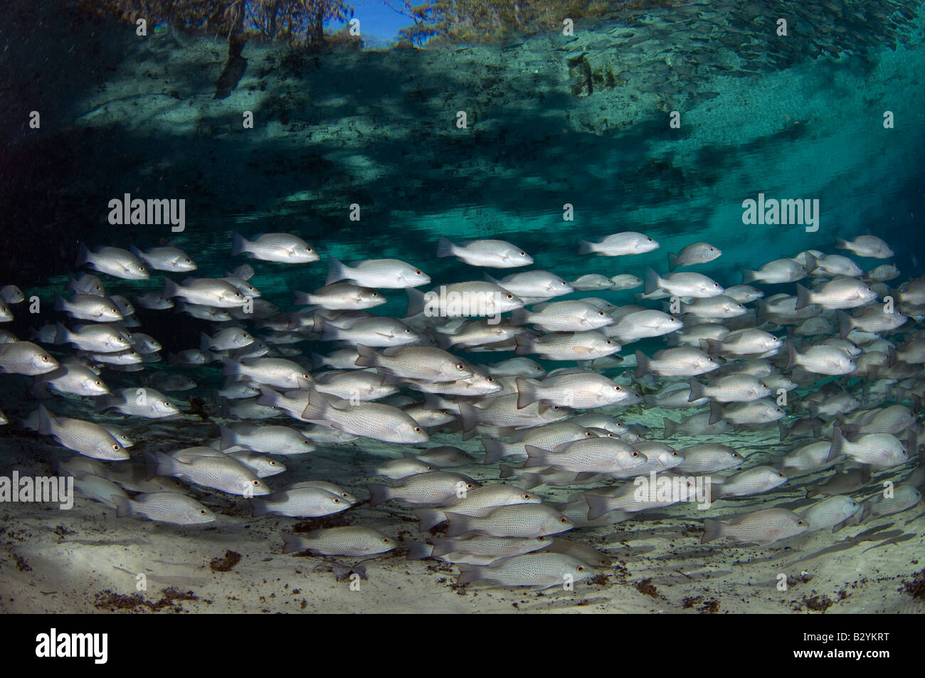 River snapper hi-res stock photography and images - Alamy