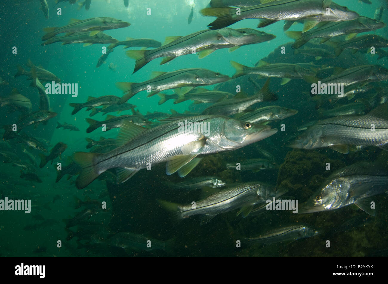Common Snook Centropomus undecimalis schooling during a cold front in Homosassa Springs FL Stock Photo