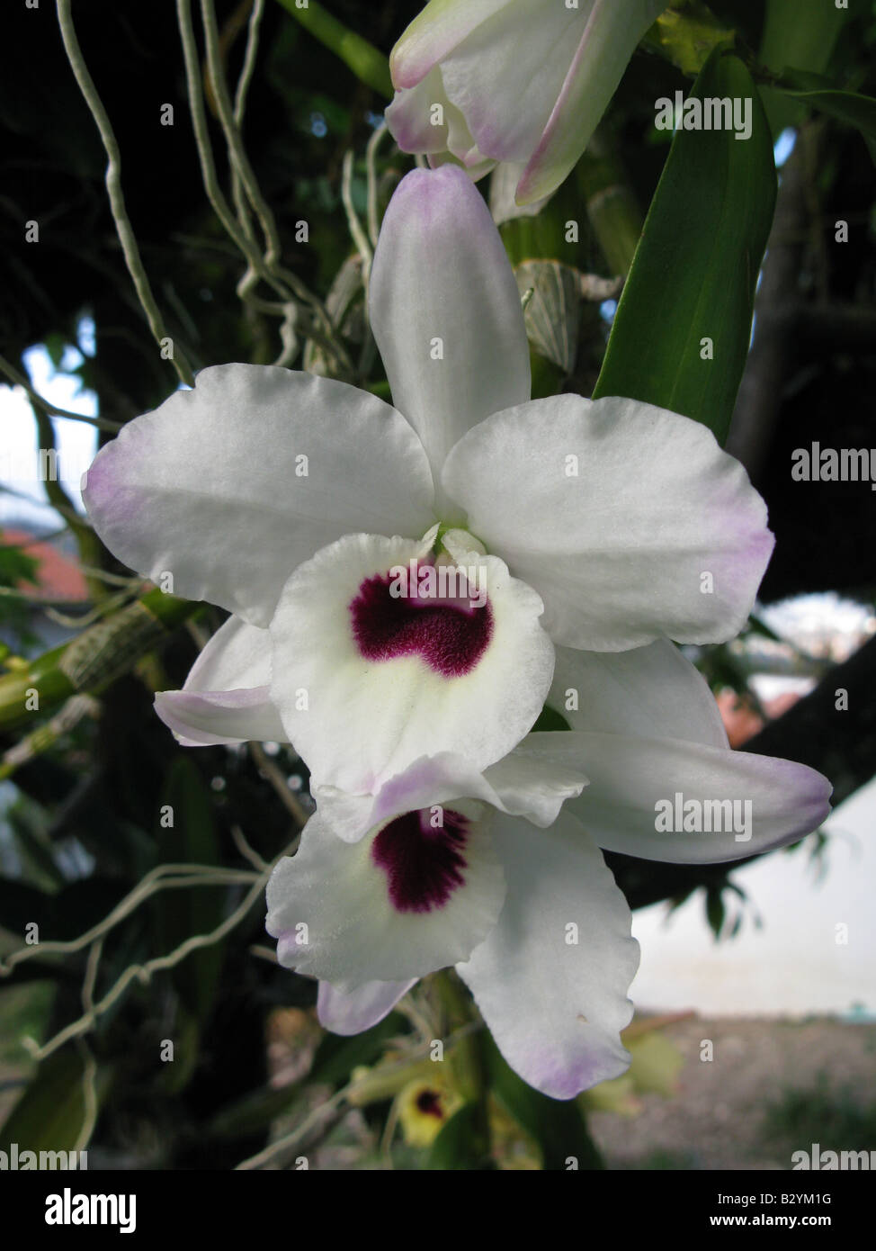 demdrobium white orchid closeup. White orchid close up. Demdrobium Stock Photo