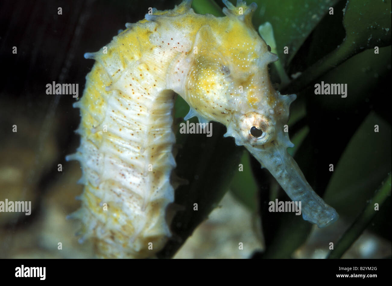 Hippocampus kuda, horse fish, Singnatidae Stock Photo