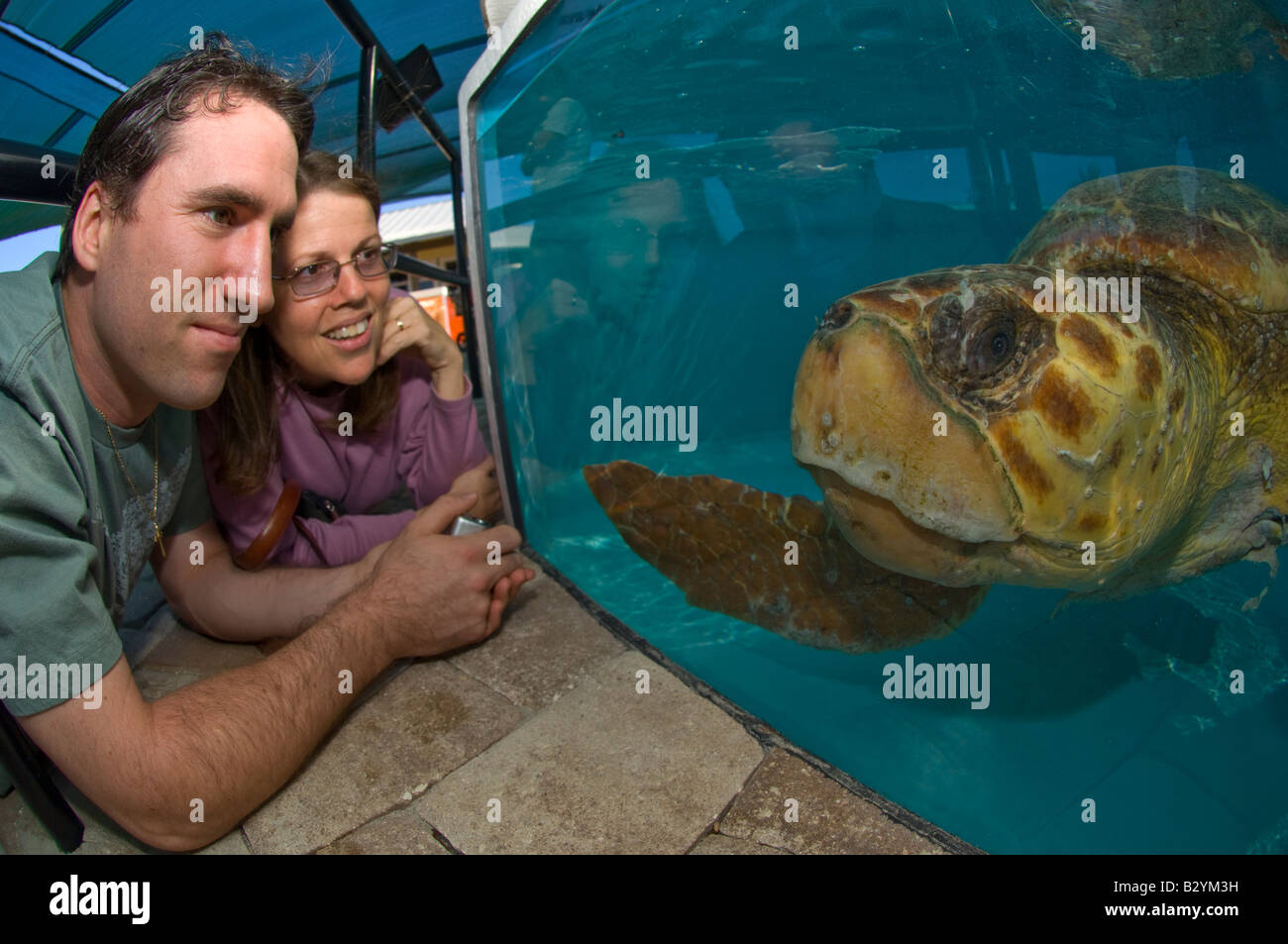 Visitors to a turtle hospital watches a recuperating Loggerhead Sea Turtle in a tank. Stock Photo