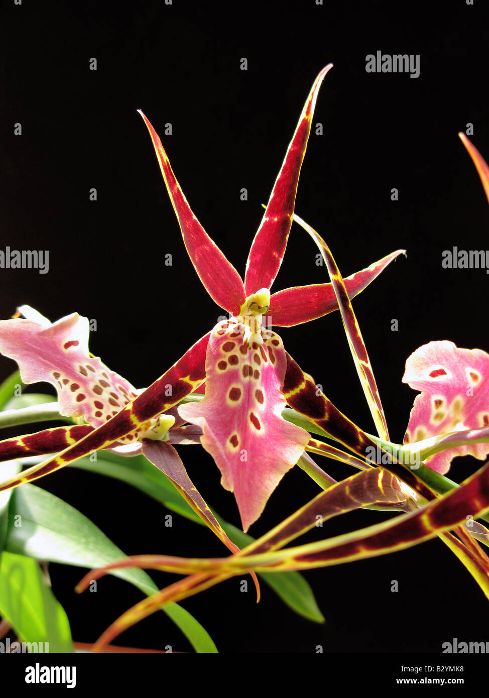 MTSSA Miltassia shelob tolkien AM/AOS Spider orchid close up Stock Photo