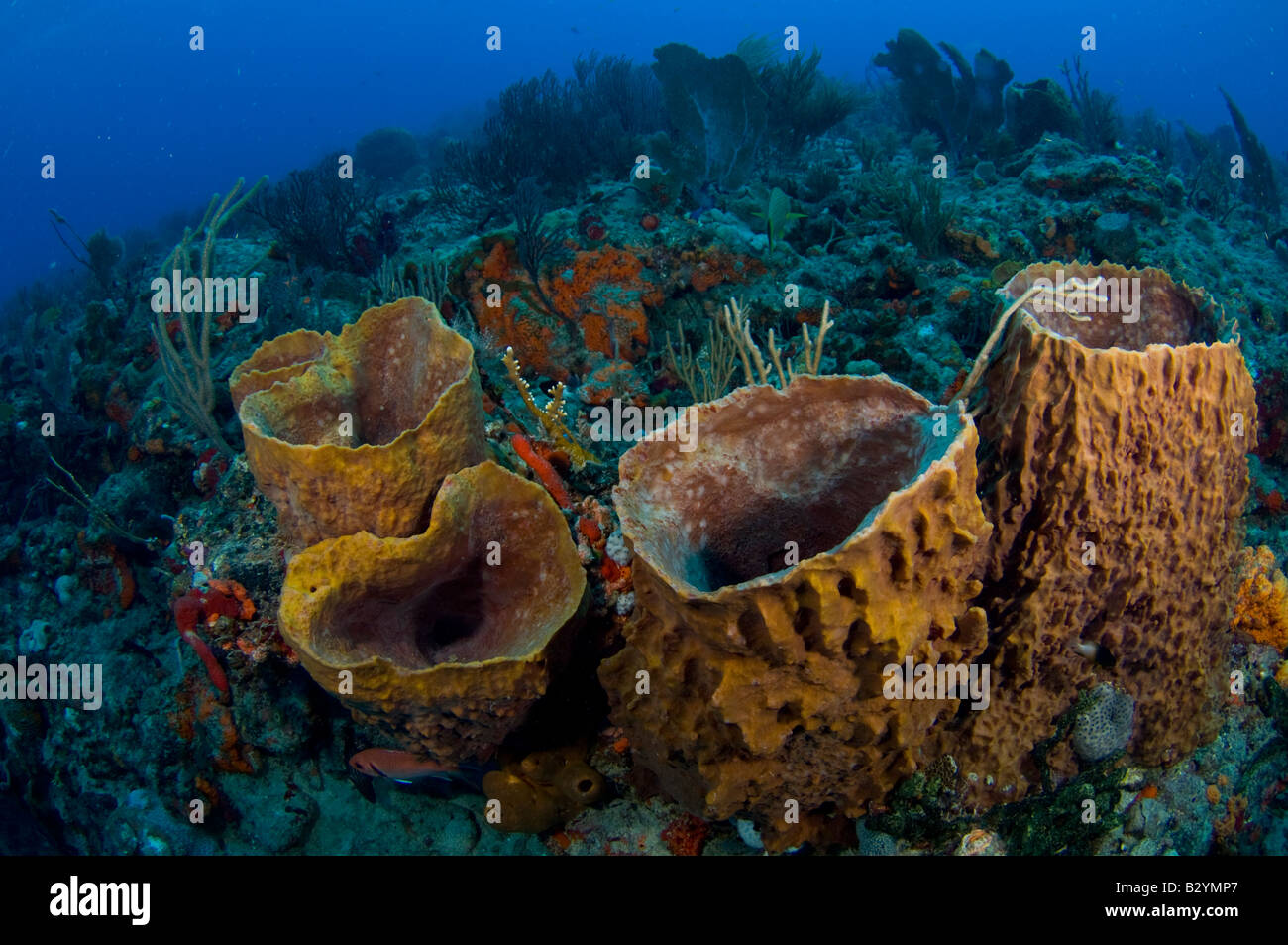 Barrel Sponges Xestospongia muta on a coral reef in Palm Beach FL Stock