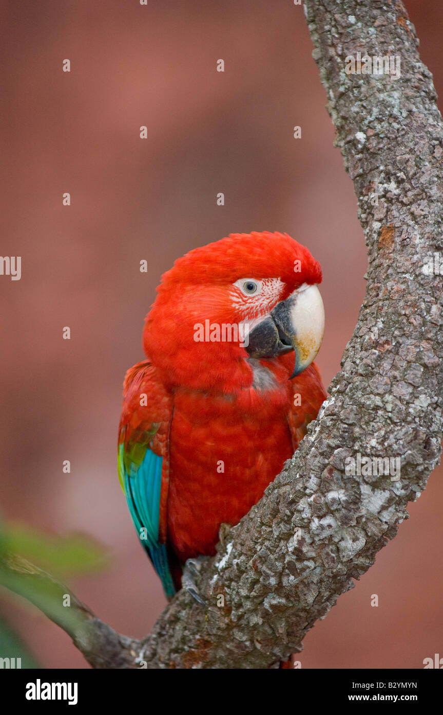 Wild Red and Green Macaw in a sink hole in Mato Grosso do Sul Brazil Stock Photo