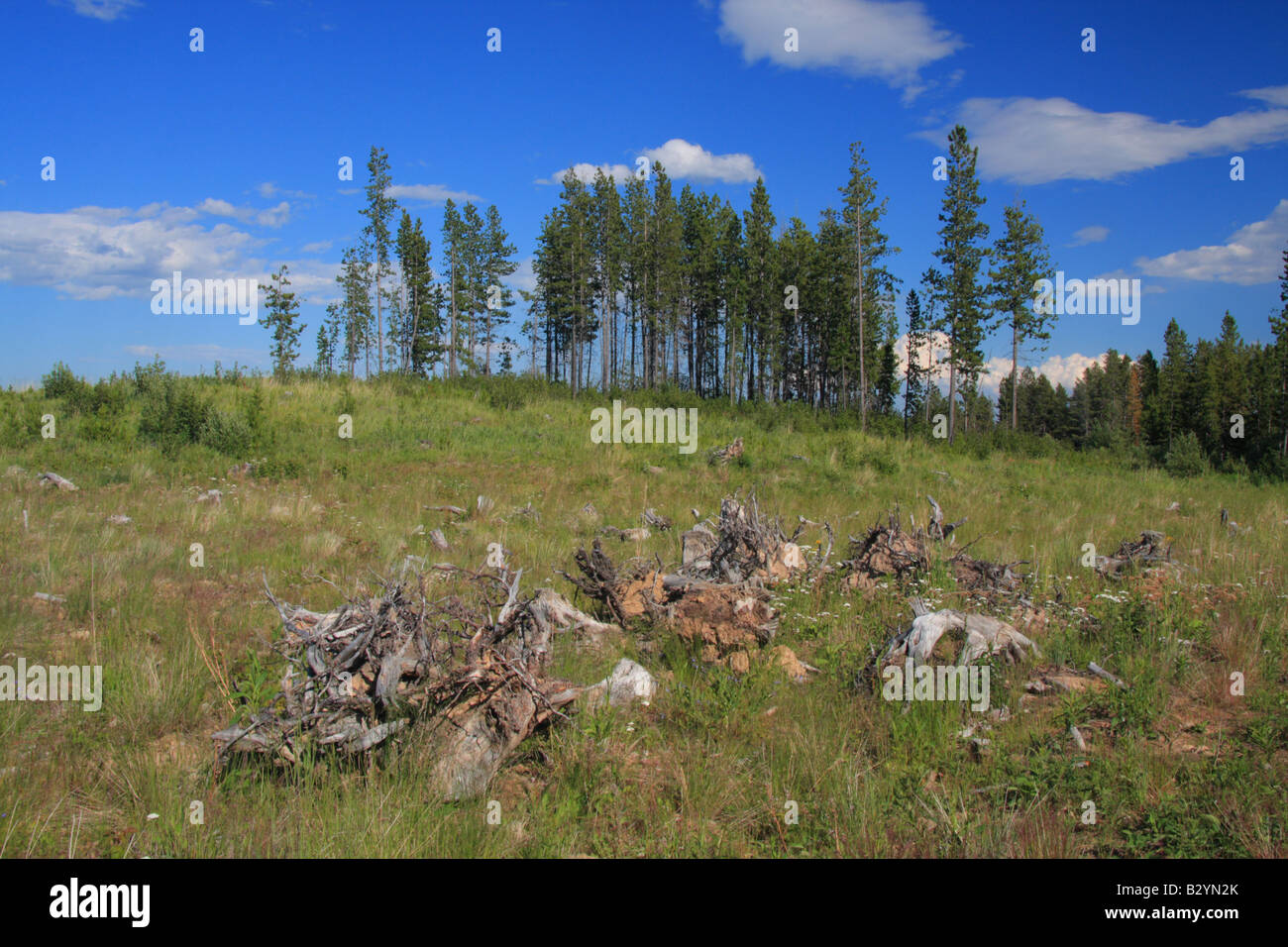 Deforested hillside in Kananaskis Country, Alberta Stock Photo