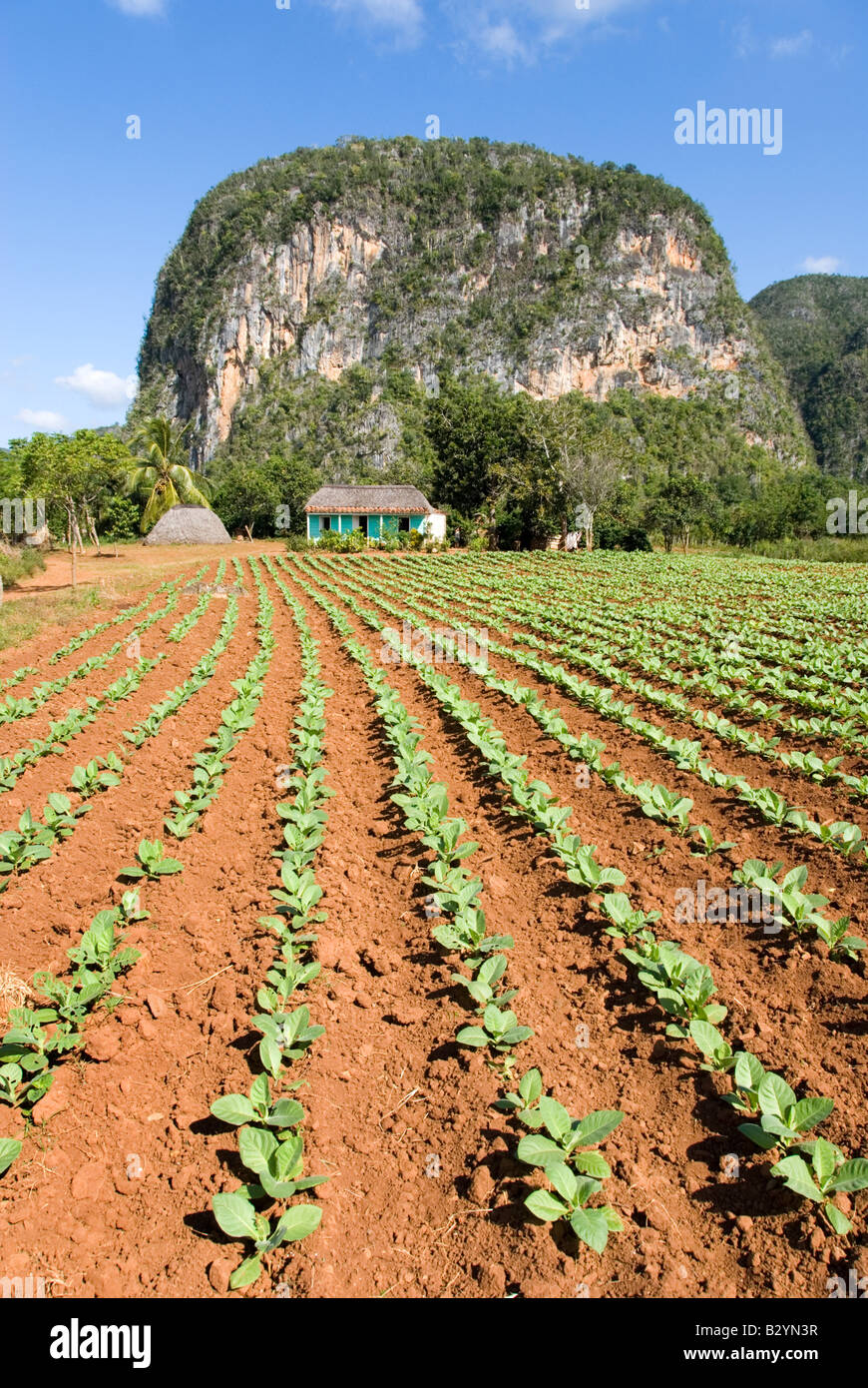Young tobacco plant crop and steep limestone mogotes in the distance in the  Viñales valley Cuba Stock Photo