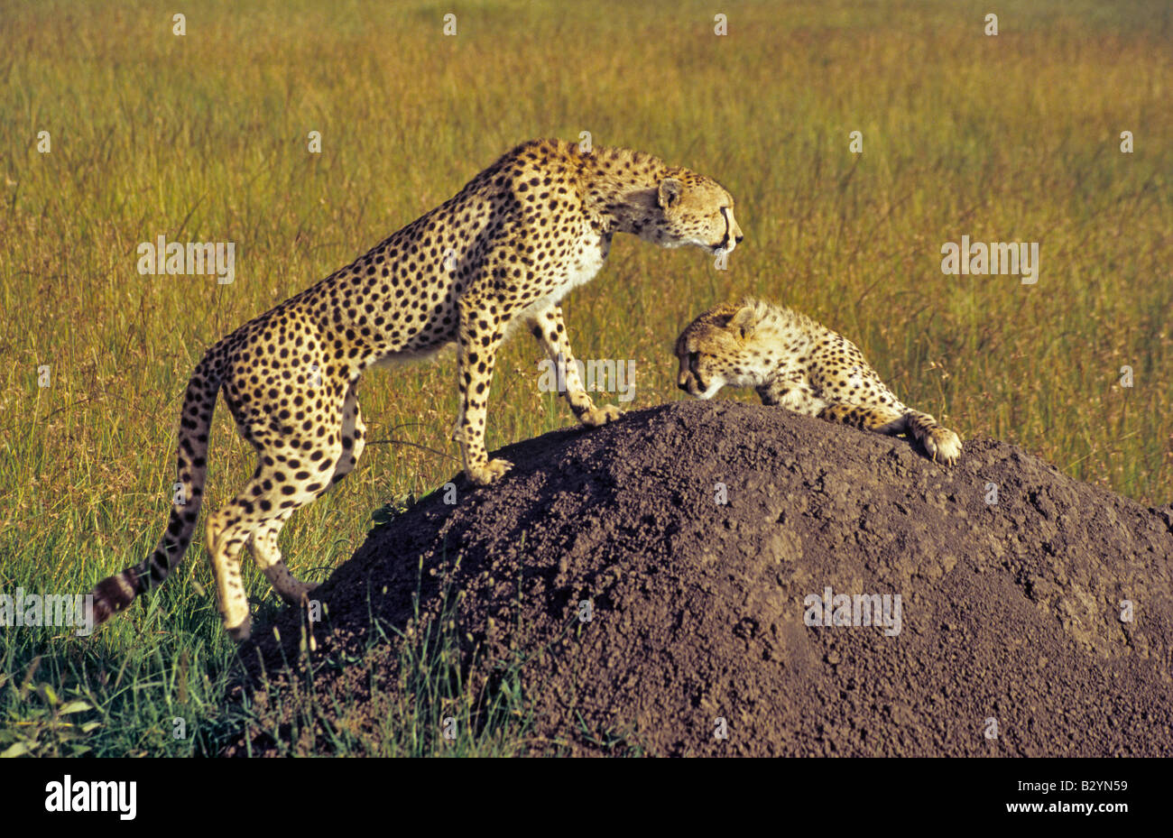 Cheetahs. The cheetah (Acinonyx jubatus) is an atypical member of the cat family (Felidae) at Masaai Mara Reserve, Kenya Stock Photo