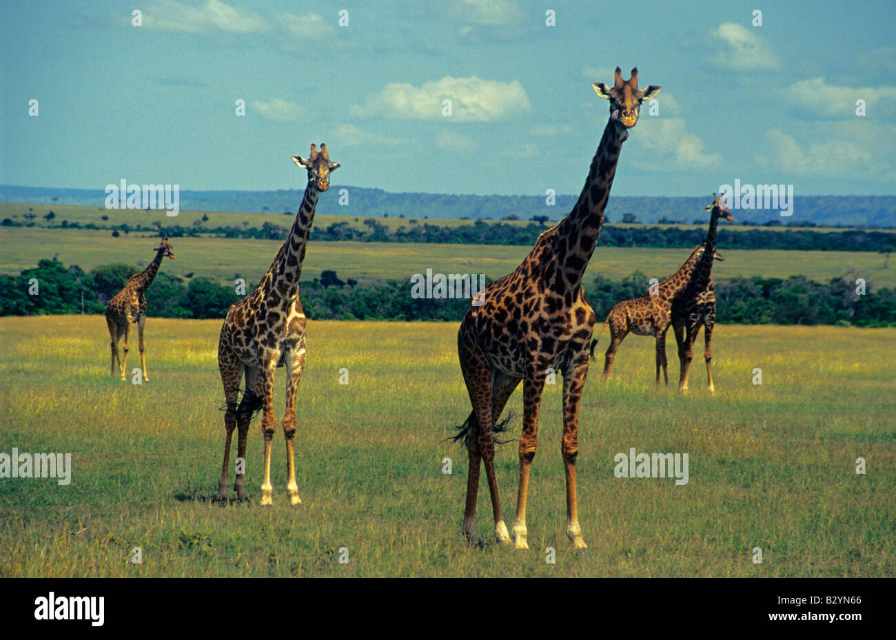 Masaai giraffe, Masaai Mara Reserve, Kenya. Stock Photo