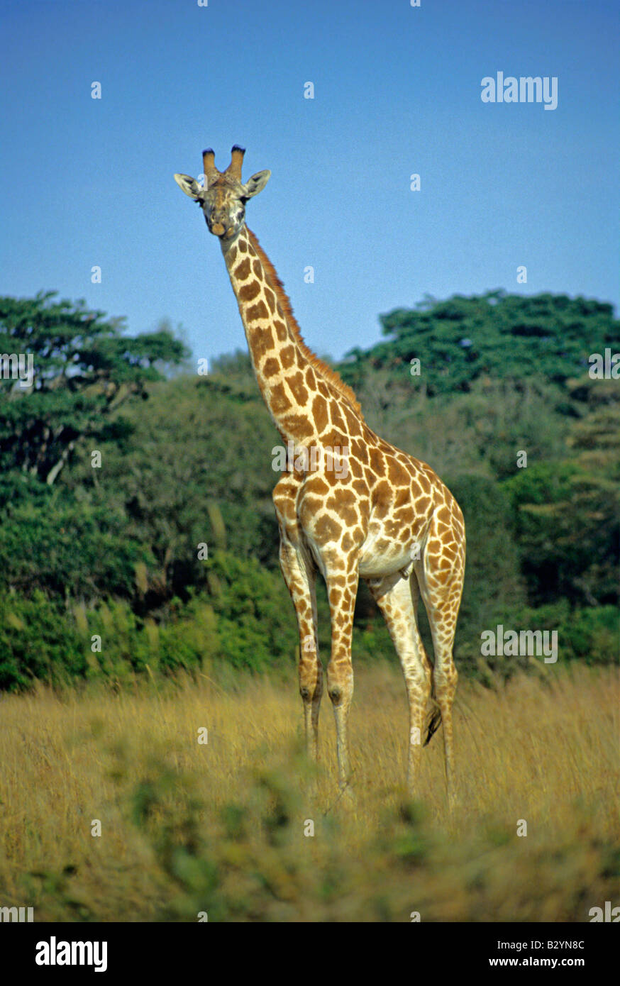 Giraffe, (Giraffa camelopardalis tippelskirchi) Nairobi National Park, Kenya Stock Photo