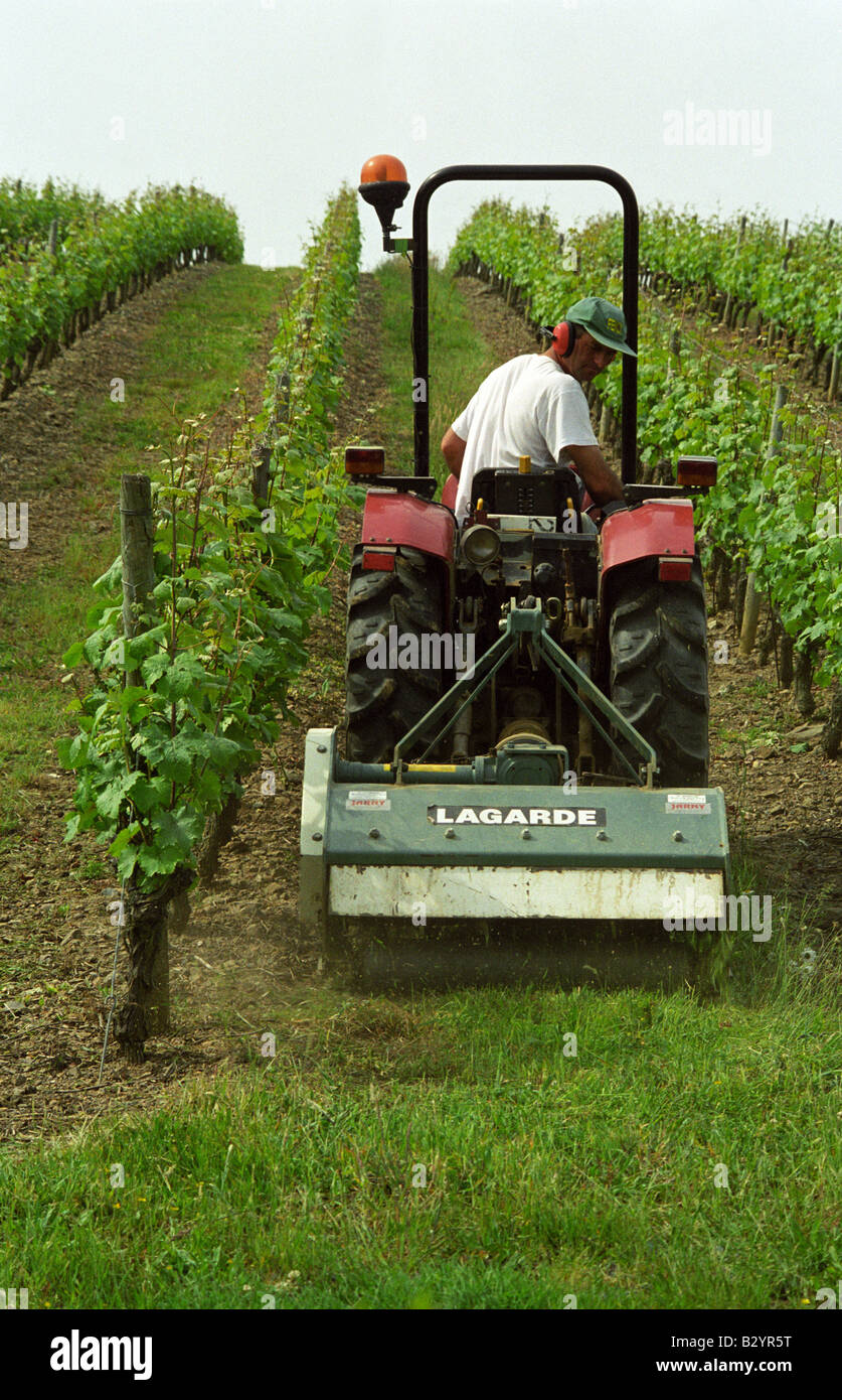 Between Grass Rows Mowing grass between rows of vines. Chateau de la Soucherie, anjou ...
