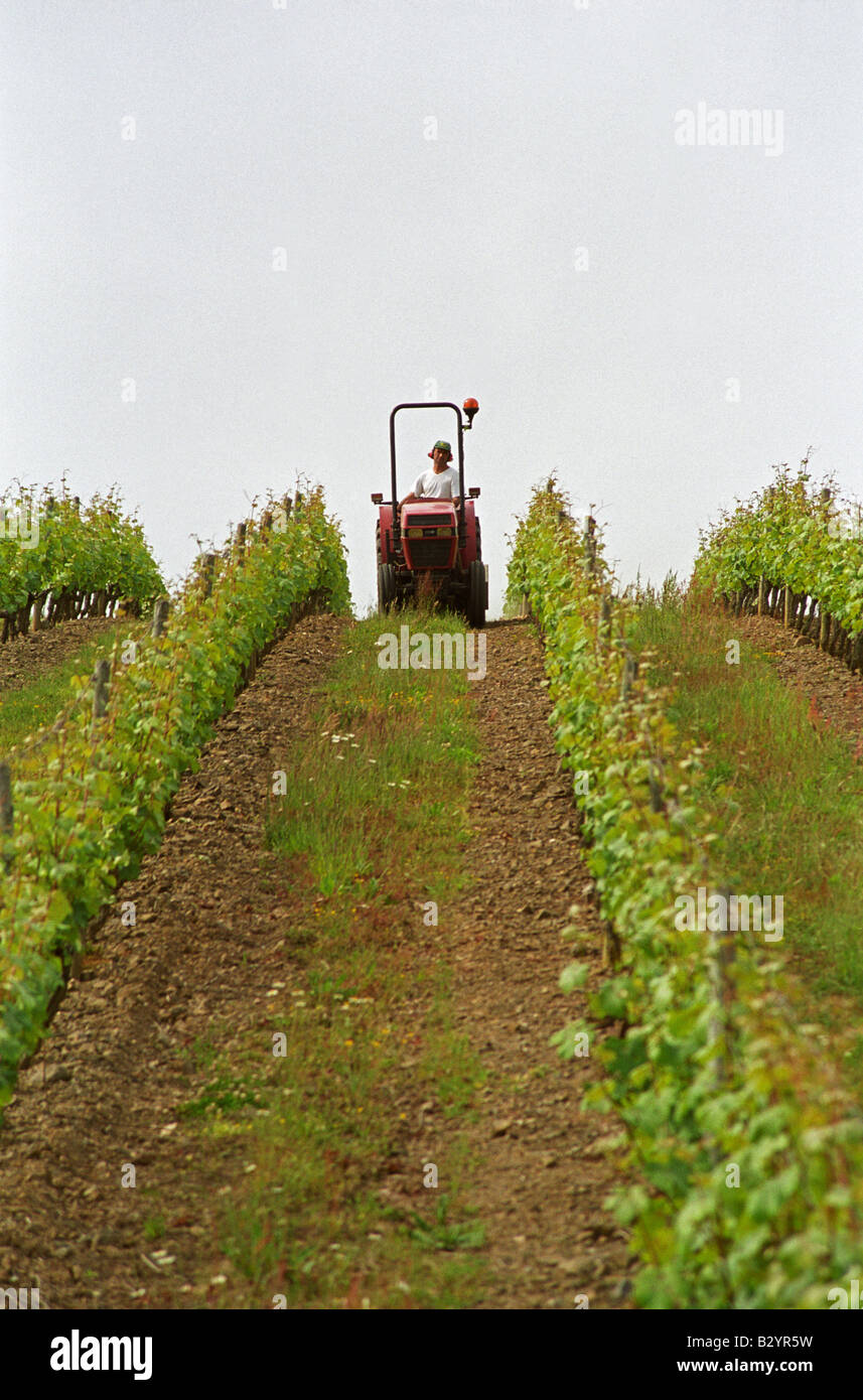 Between Grass Rows Mowing grass between rows of vines. Chateau de la Soucherie, anjou ...