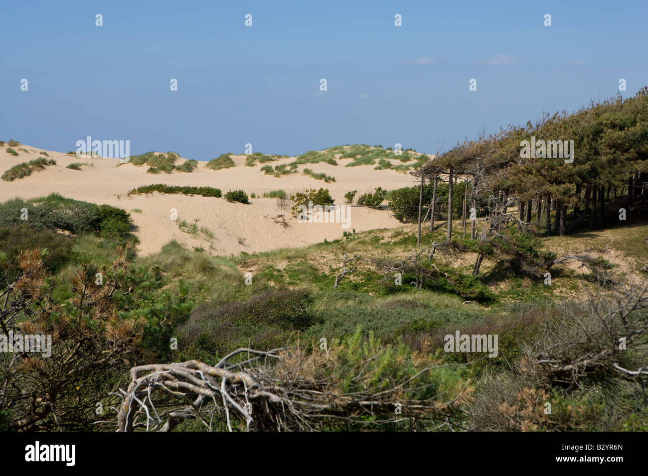 woodland and scrub with mobile dunes in the distance. Formby Stock Photo