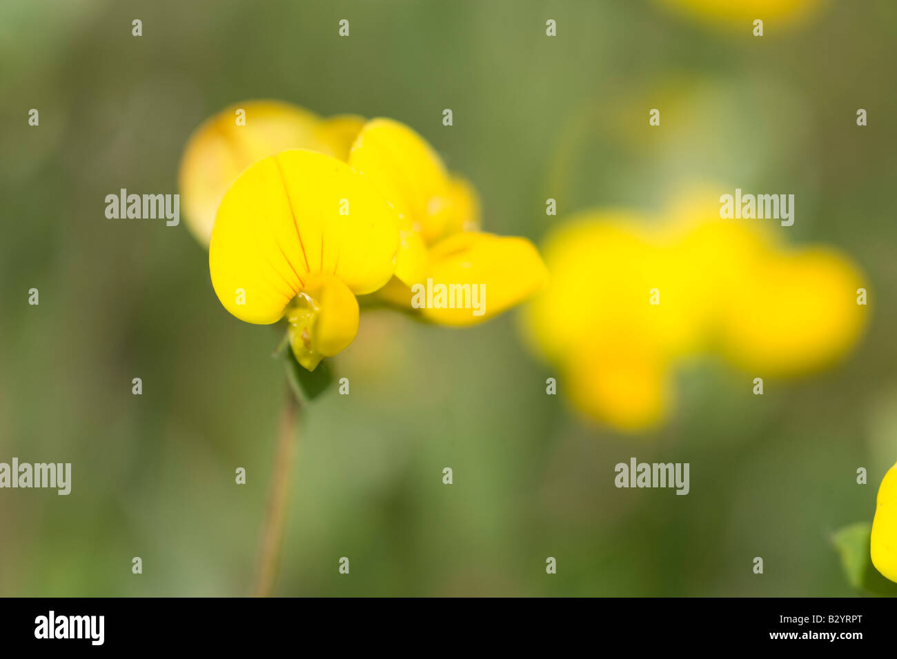 Meadow Vetchling, a member of pea family. yellow flower Stock Photo