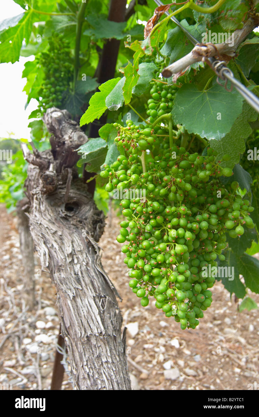 Unripe grapes. Vineyard. Syrah. Chateau de Jau, Cases de Pene