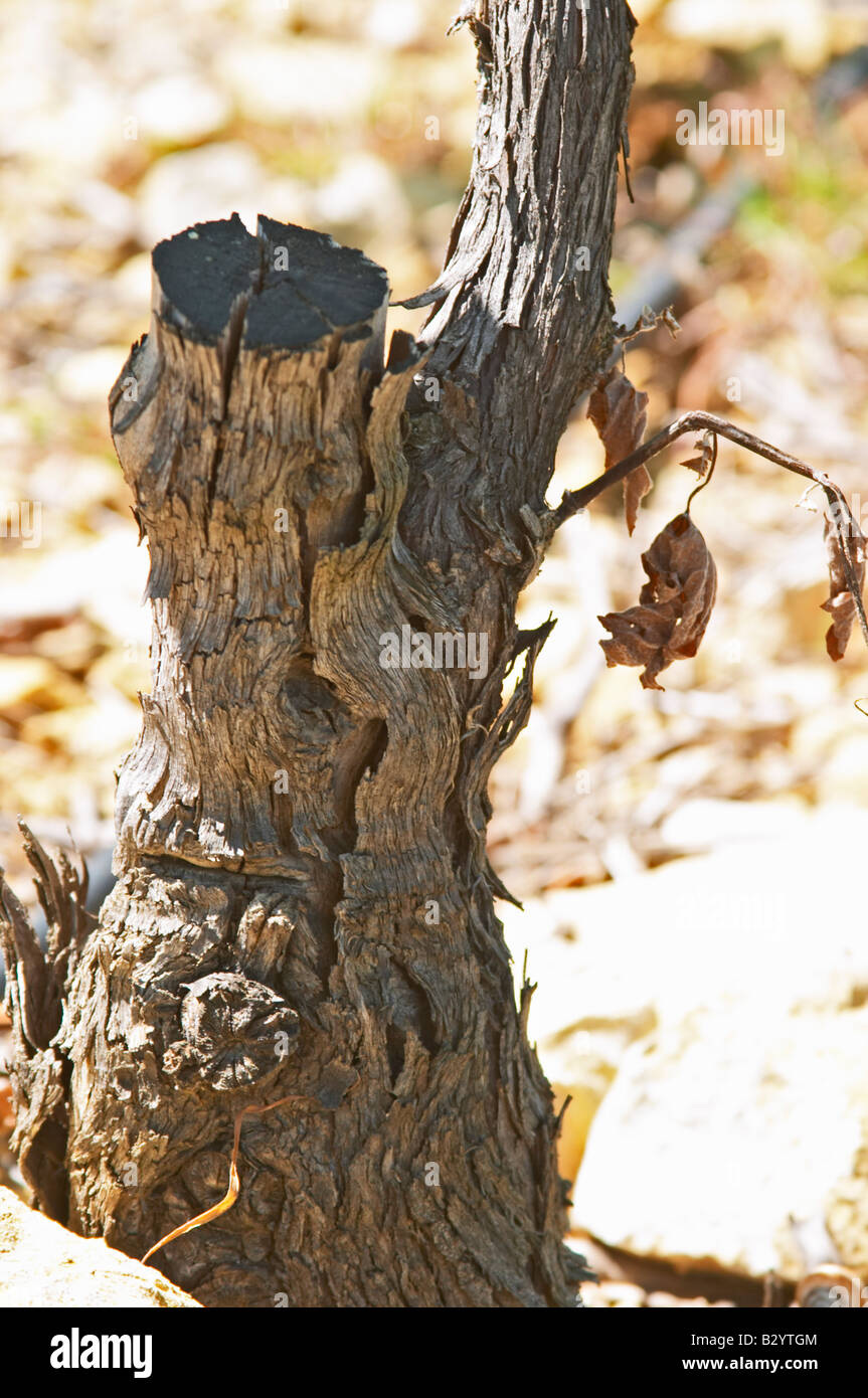 Field grafted vines. Mas Montel, Sommieres, Languedoc, France Stock Photo