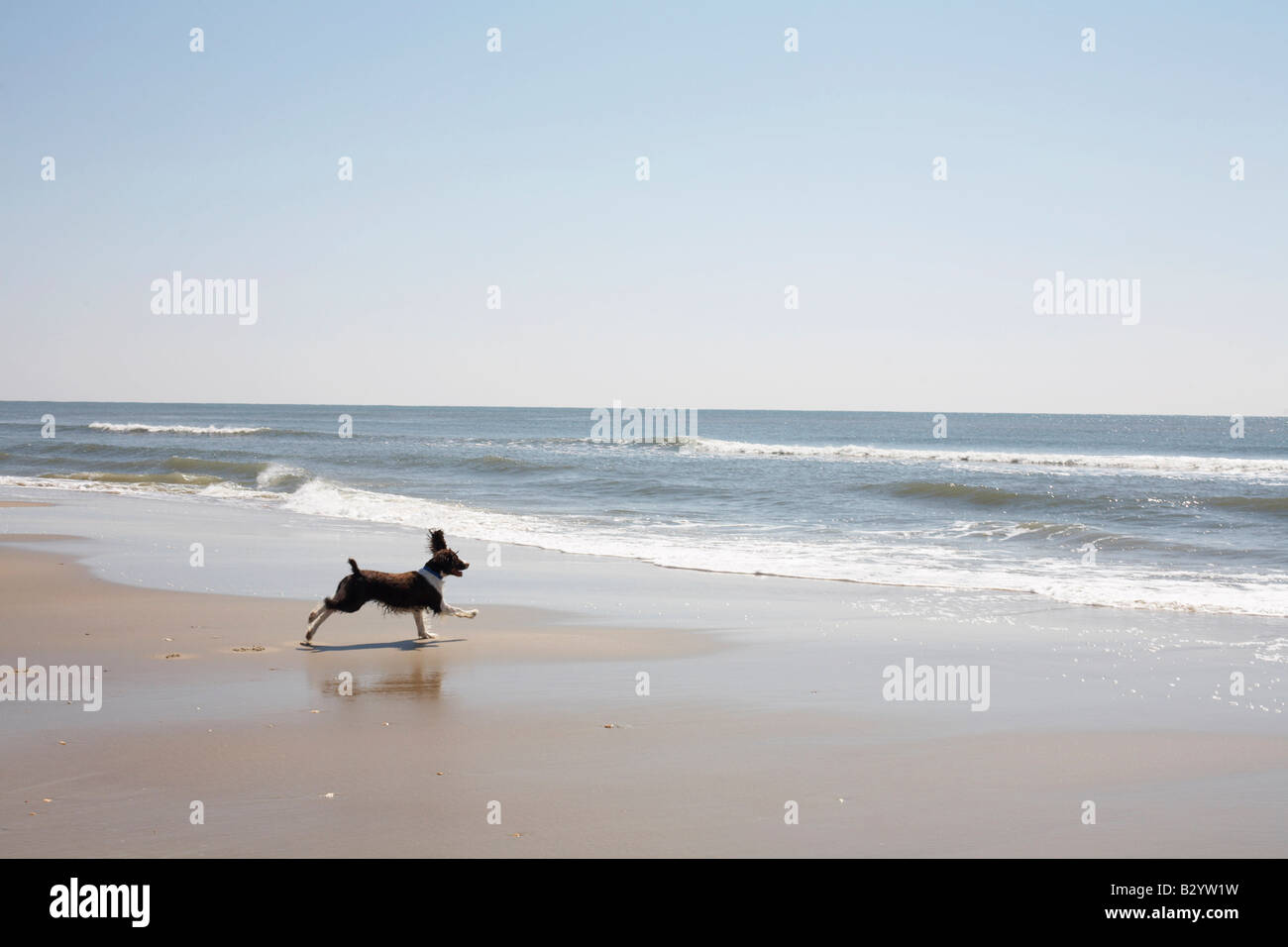 Dog Running on the Beach, Ocracoke Island, Cape Hatteras, North