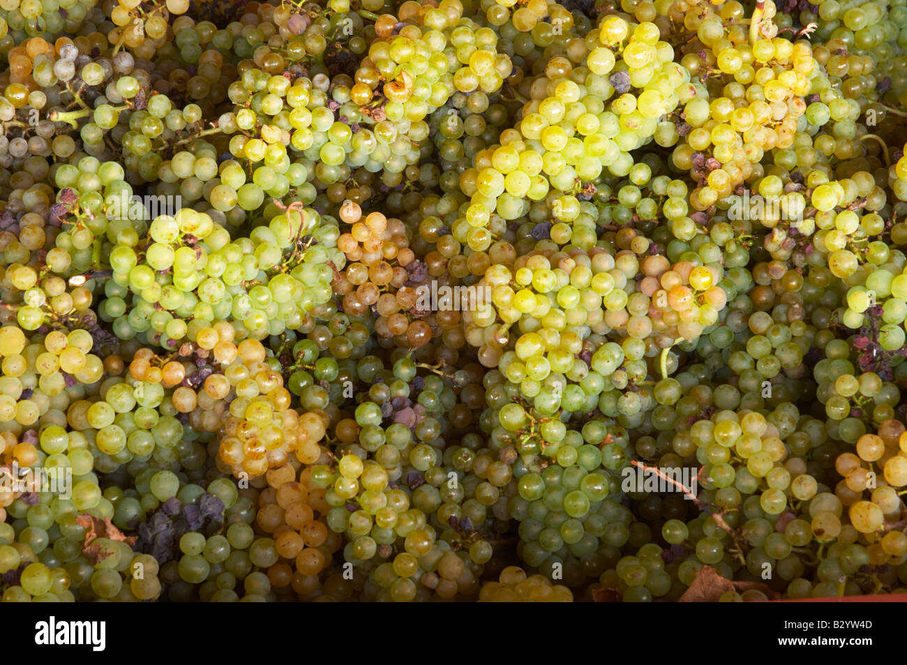 Harvested grapes chenin blanc. Chateau de Passavant, Anjou, Loire ...