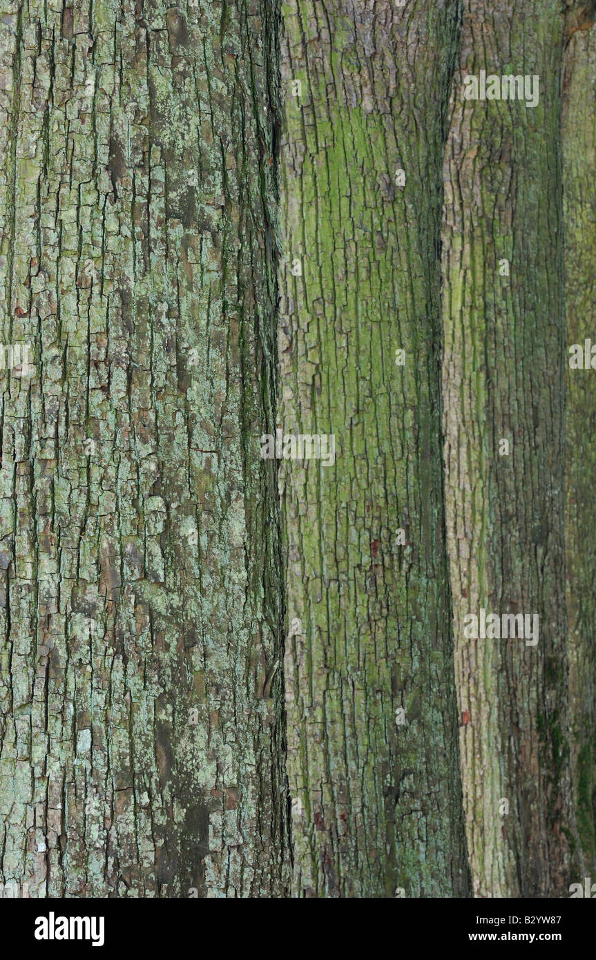 Tree trunk texture pattern hi-res stock photography and images - Alamy