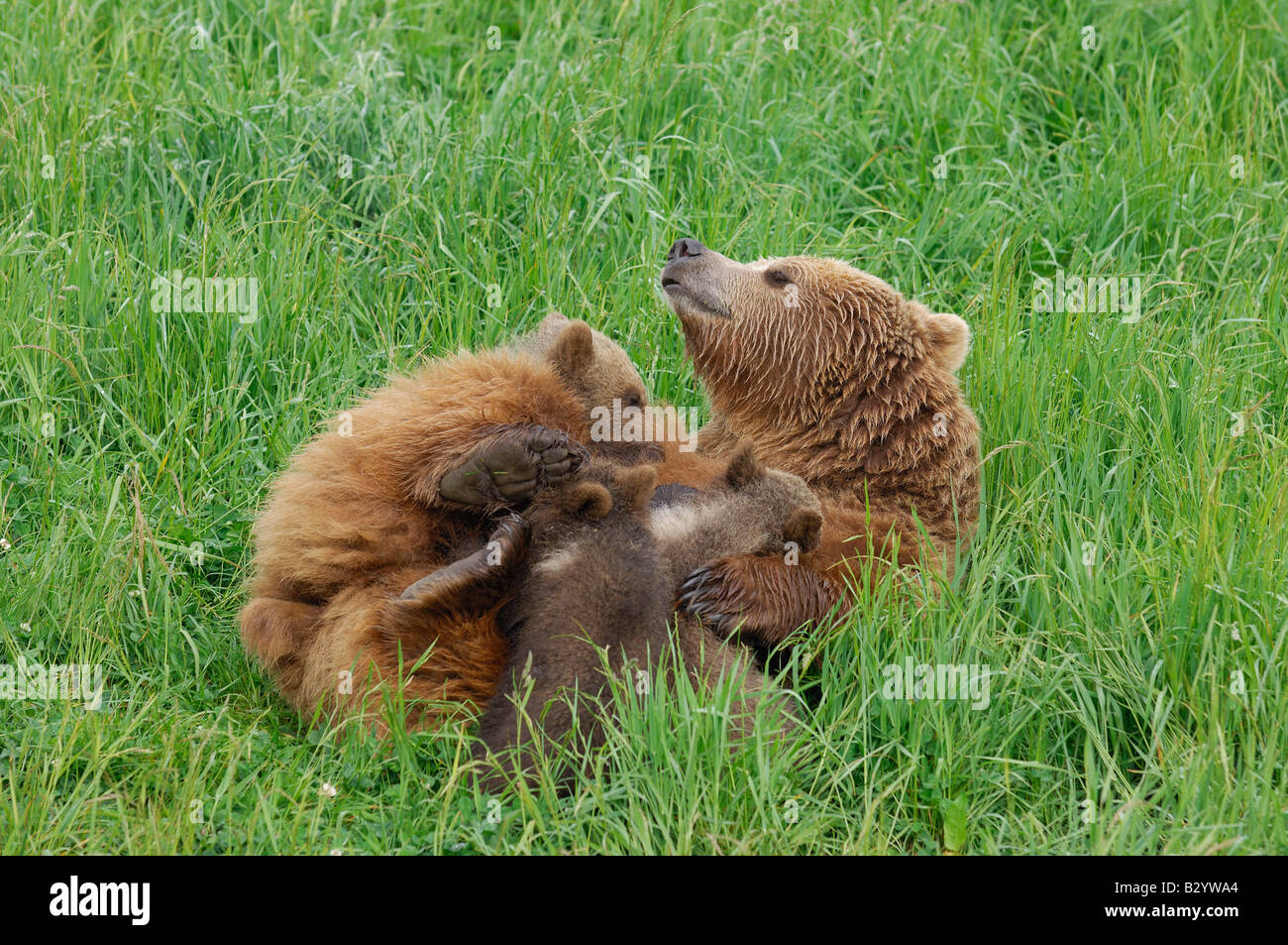Female Brown Bear Nursing Her Cubs Stock Photo Alamy