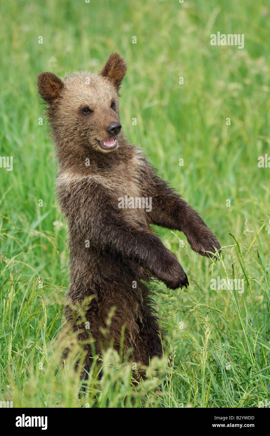 Baby bear hi-res stock photography and images - Alamy