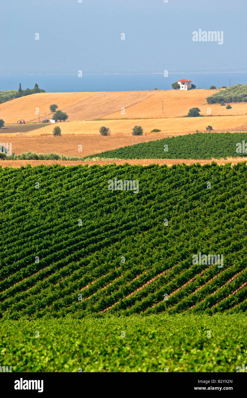Vineyard. Domaine Gerovassiliou, Epanomi, Macedonia, Greece. Stock Photo