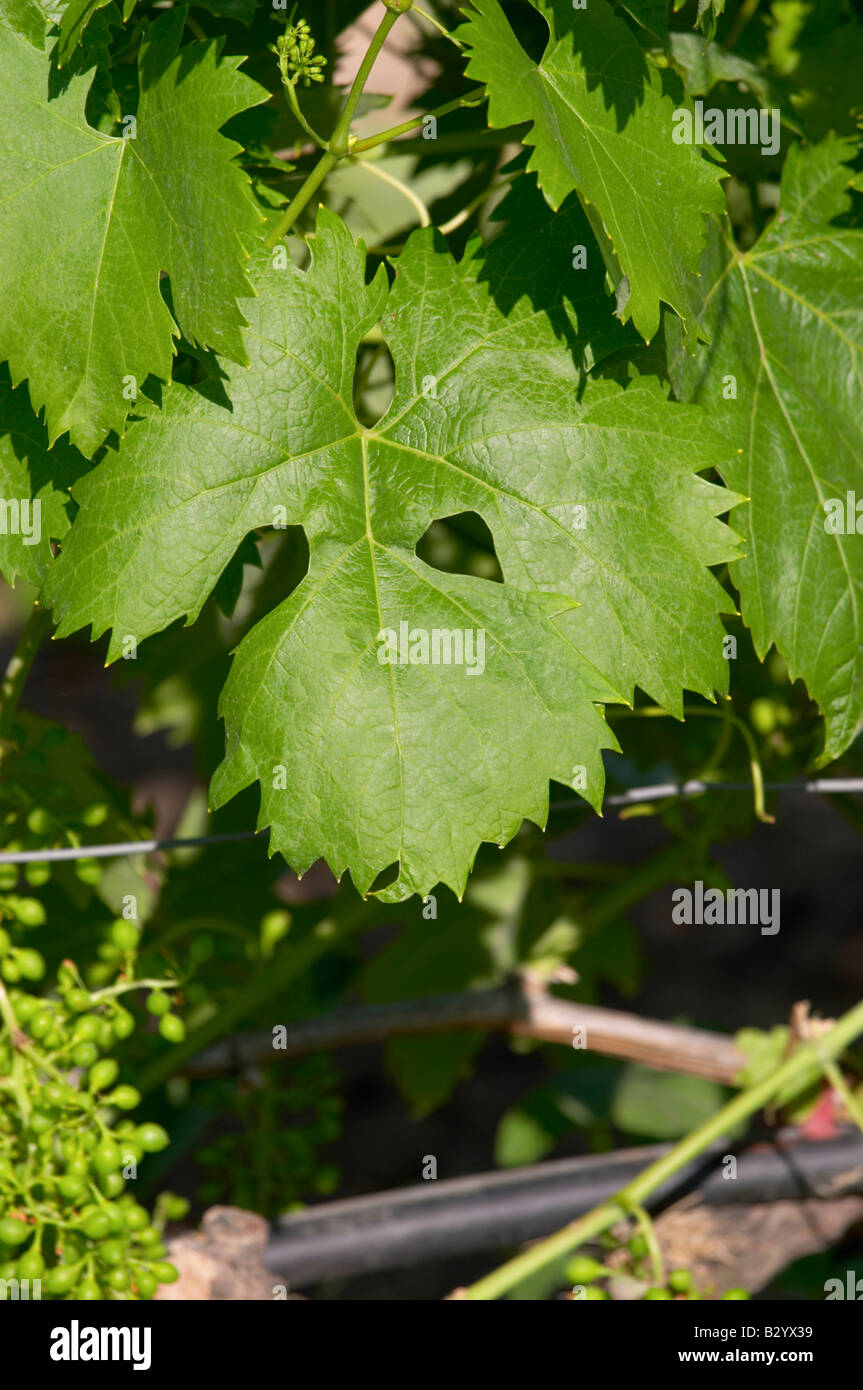 Irrigated vines. Vine leaf. Domaine Gerovassiliou, Epanomi, Macedonia, Greece. Stock Photo