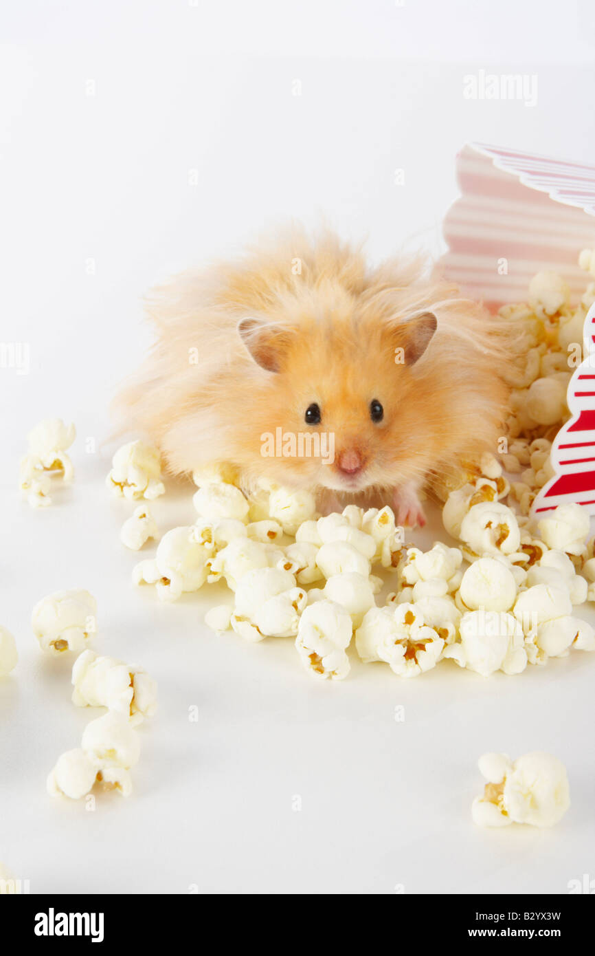 hamsters popcorn