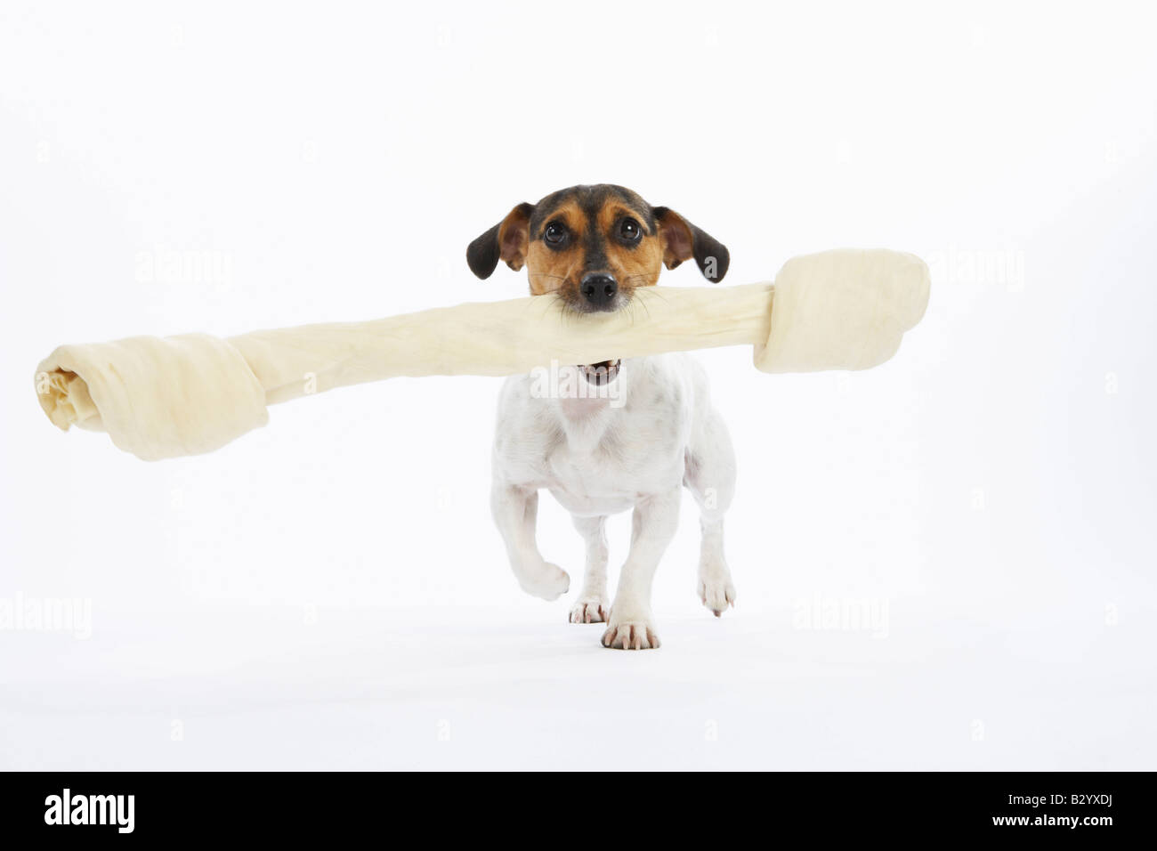 giant rawhide christmas bone