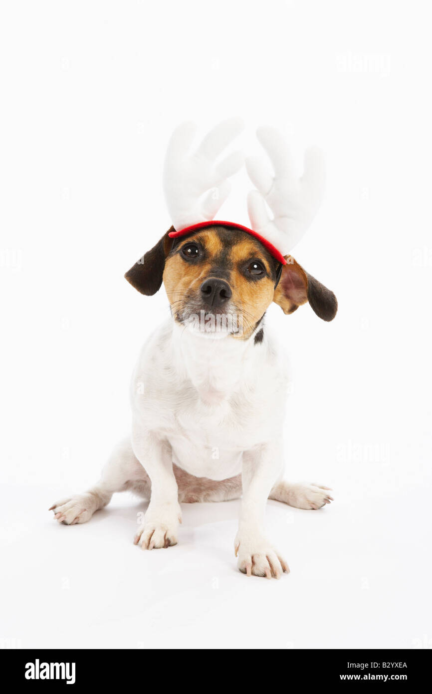 dog reindeer hat