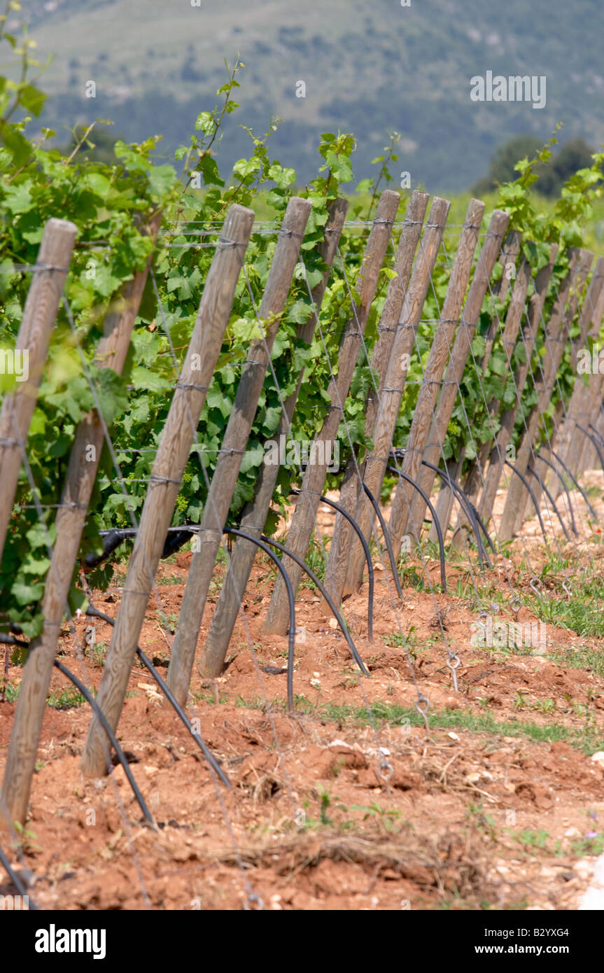 Vineyard. Chardonnay. Ktima Pavlidis Winery, Drama, Macedonia, Greece Stock Photo