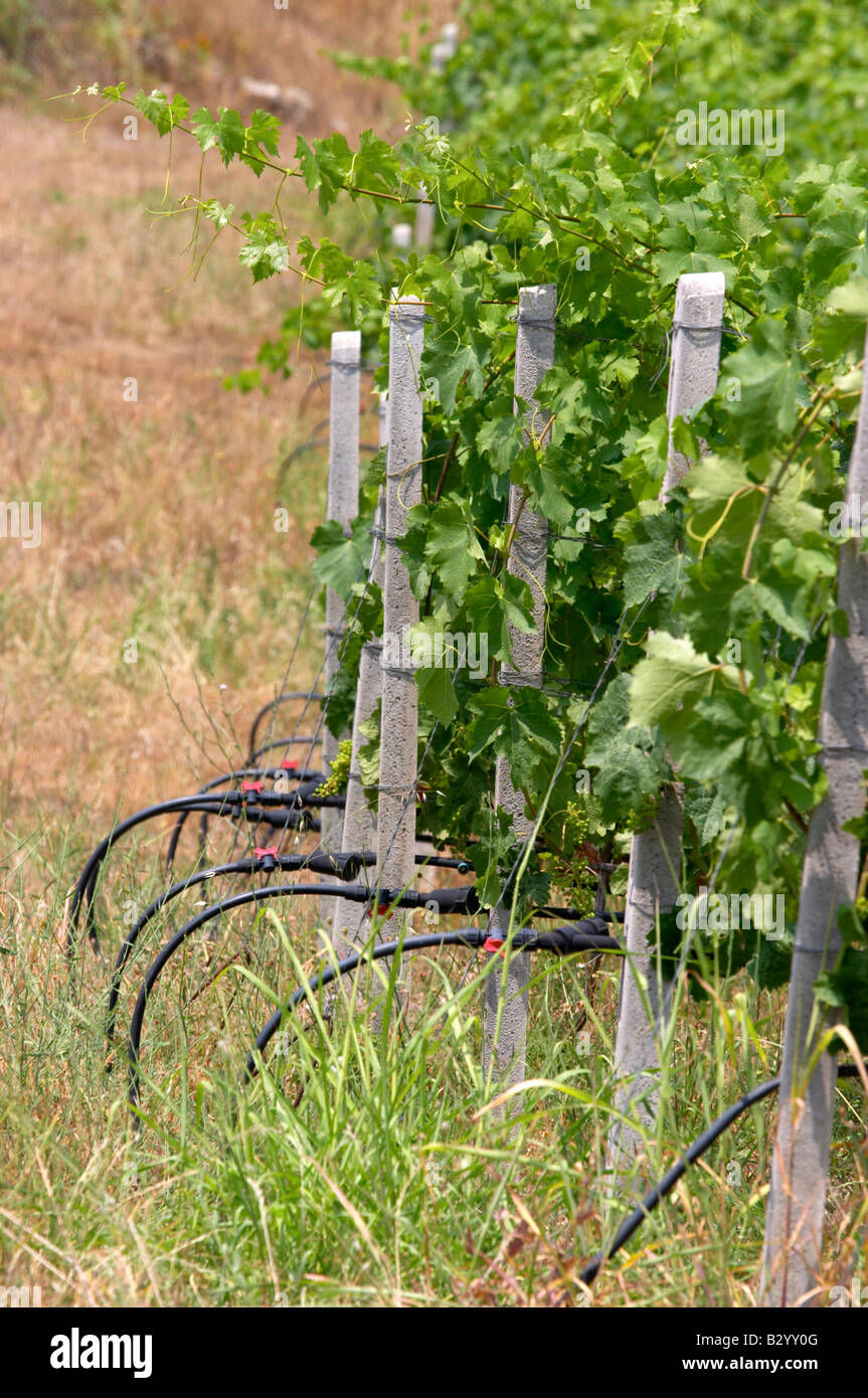 Vine irrigation with plastic tubes. Kir-Yianni Winery, Yianakohori, Naoussa, Macedonia, Greece Stock Photo
