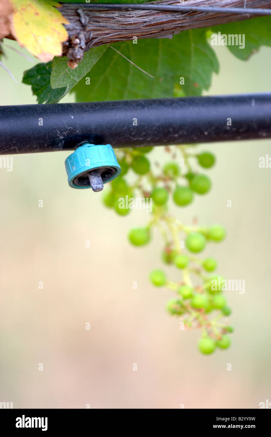 Drip nozzle. Irrigated vines. Unripe grapes. Kir-Yianni Winery, Yianakohori, Naoussa, Macedonia, Greece Stock Photo