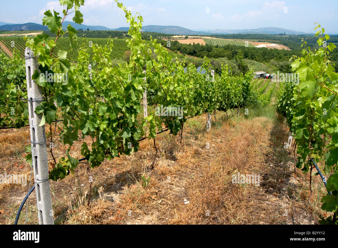 Vines. Vineyard. Merlot. Kir-Yianni Winery, Yianakohori, Naoussa, Macedonia, Greece Stock Photo