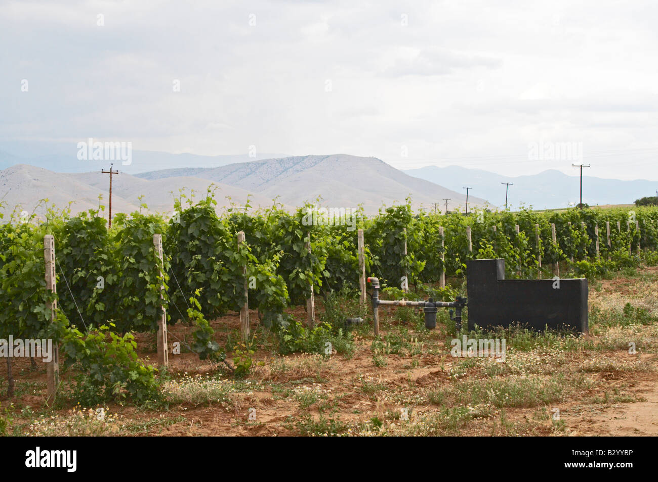 Vineyard. With irrigation pump. Alpha Estate Winery, Amyndeon, Macedonia, Greece Stock Photo