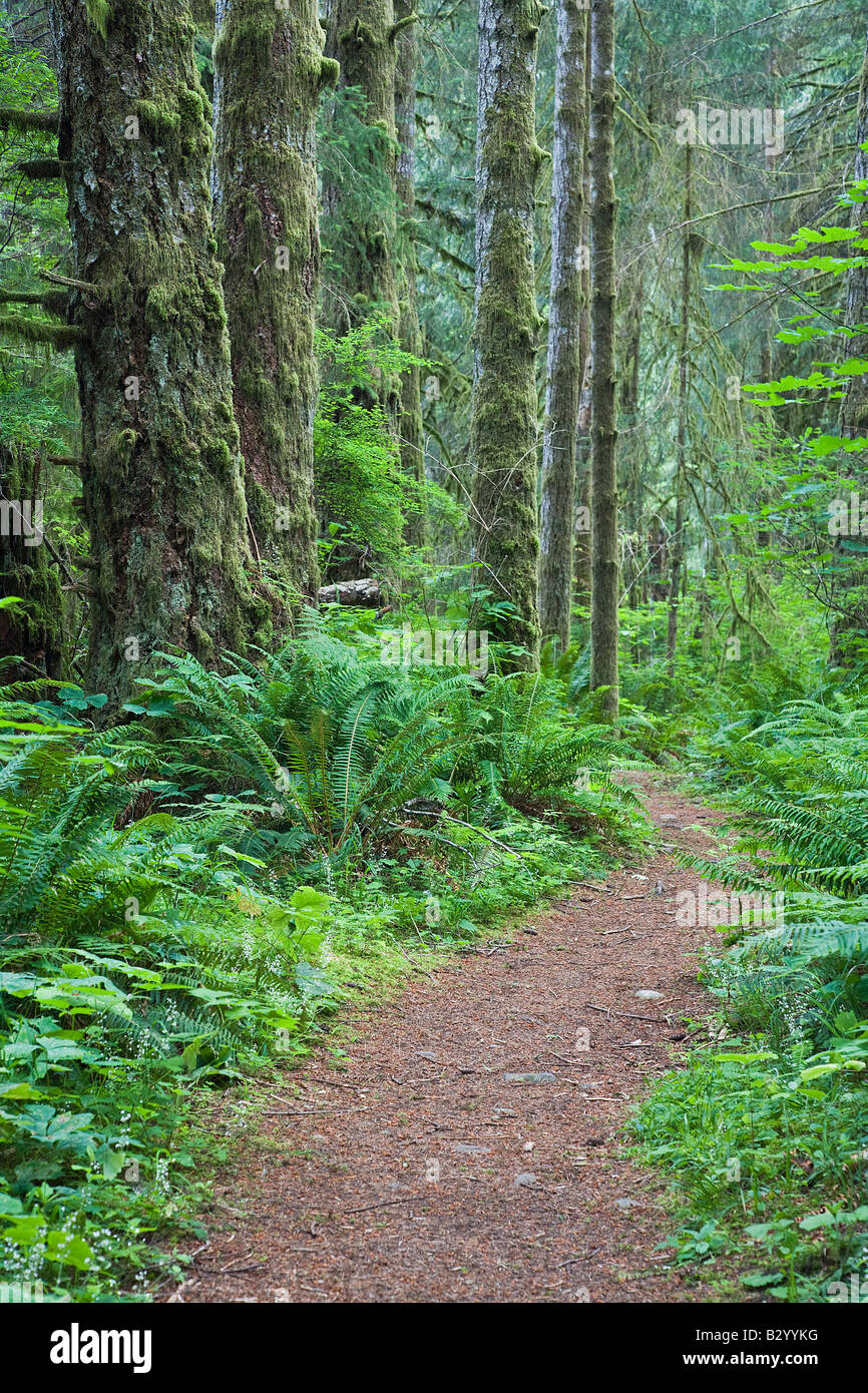 Path through Forest, Elk Falls Provincial Park, Vancouver Island, British Columbia, Canada Stock Photo