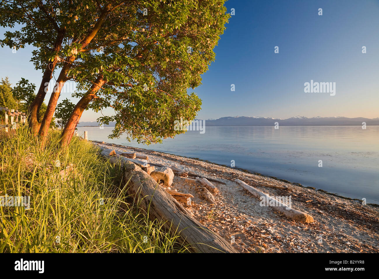 Tree and Driftwood on Beach, Smelt Bay Provincial Park, British Columbia, Canada Stock Photo