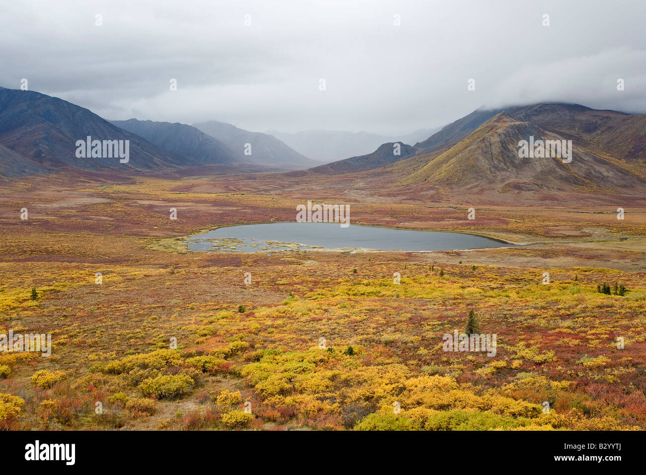 Lake in Tundra Valley, Tombstone Territorial Park, Yukon, Canada Stock ...