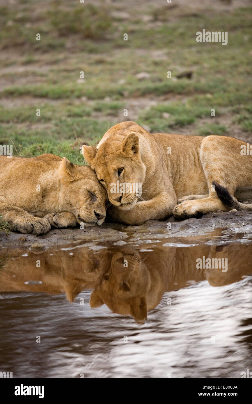 Lions and reflection Panthera leo Ndutu Serengeti Tanzania Stock Photo