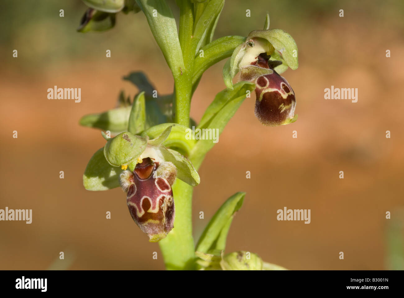 Bee Orchid flowers wild guide book europe greece Stock Photo