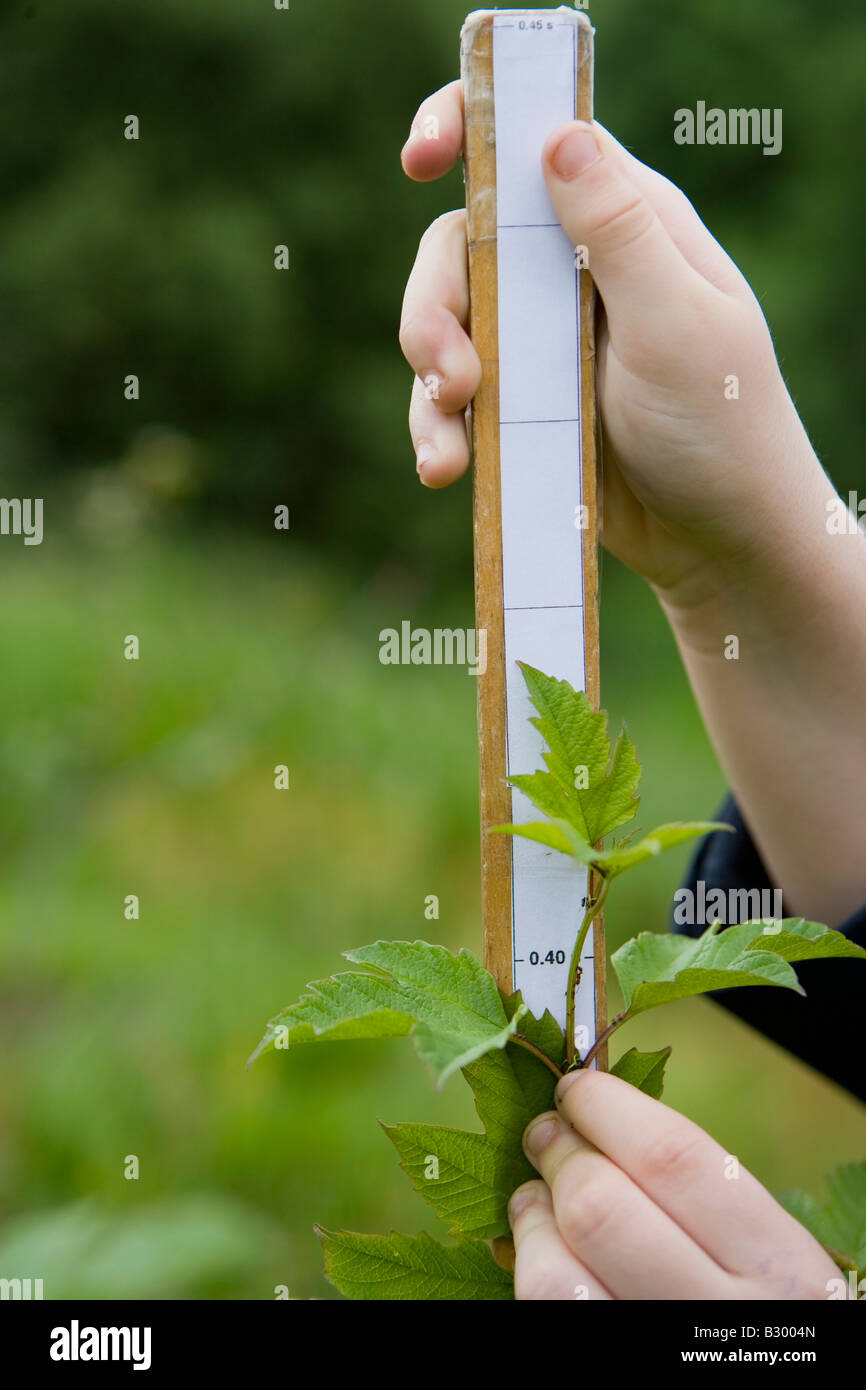 young girl measuring the rate of growth of a tree Stock Photo