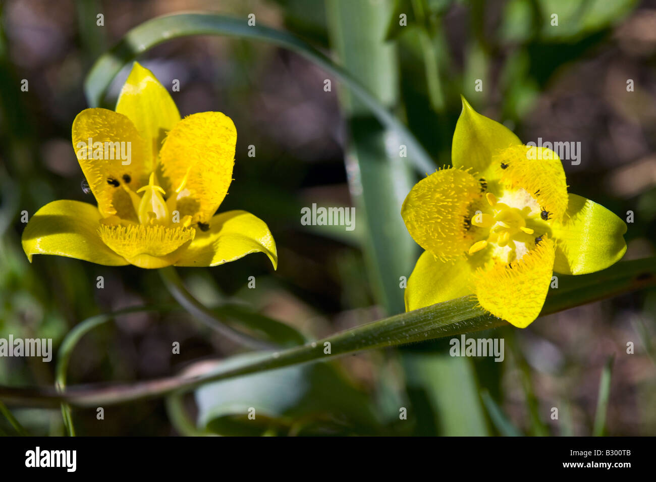 yellow star tulip Stock Photo